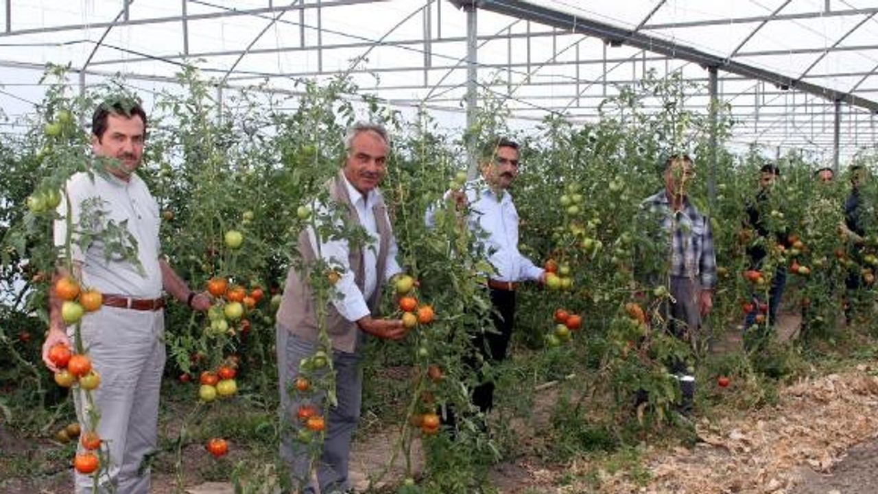 Erzurum'da orman köylüsünün yüzünü seracılık güldürdü