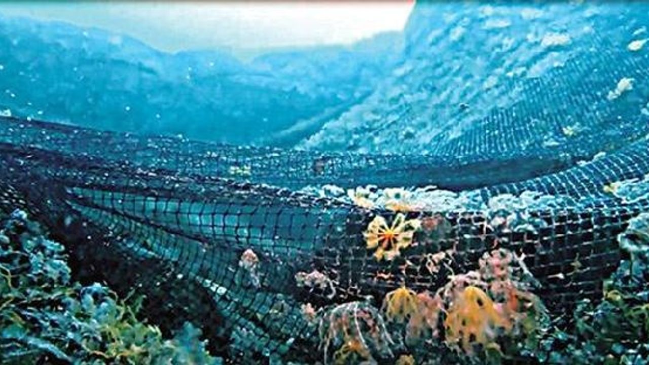 Marine species around Istanbul islands at risk due to seine nets