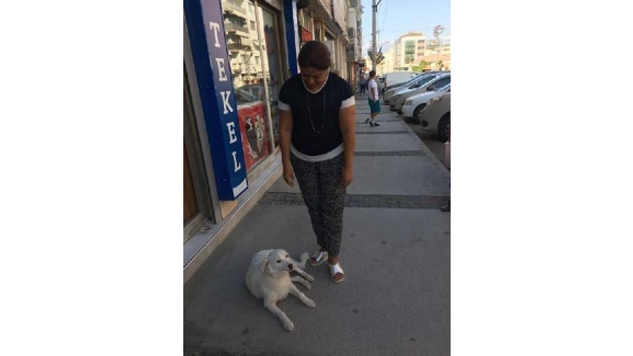 CHP'li Altıok'tan tekmelenen 'Mia' isimli köpeğe ziyaret