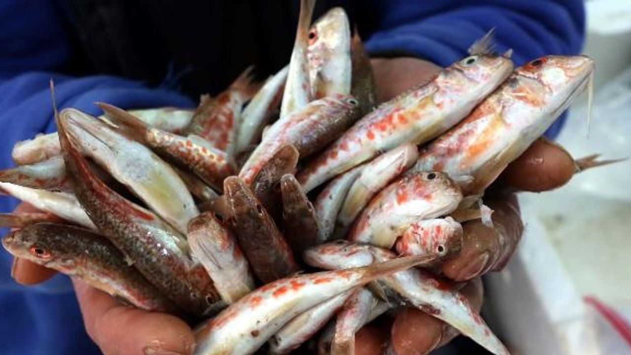 Karadeniz'de balık avı azaldı