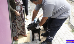 VETBÜS sahipsiz hayvanlar için Eyüpsultan yollarında...