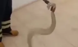 Adıyaman'da cami lavabosunda zehirli yılan paniği