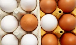 Üretim 11 aydır düşüyor... Vatandaş yumurtaya ulaşamıyor!