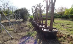 Adana'da kavşak çalışmalarında ağaçlara hassas dokunuş