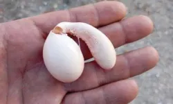 Adıyaman'da tavuğun yumurtası şaşırttı!