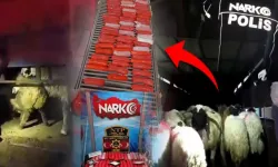 Bunu da yaptılar! Küçükbaş hayvanların karın boşluklarına zulaladılar!