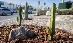 İzmir'in çehresi su tasarruflu bitkilerle güzelleşiyor