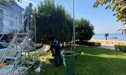 Kocaeli Büyükşehir'den yeşil alanlara özel bakım