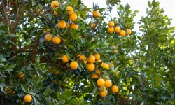 Mersin Kan Portakalı coğrafi işaret tescili aldı