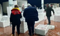 Bursa'da 150 kilogram tekir balığına el konuldu