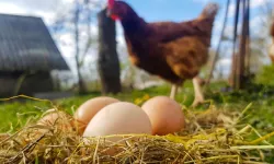 Tavuk eti üretimi 233 bin tonu aştı