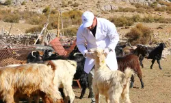 Antalya'da 'Çoban Haritası Projesi' büyüyerek devam ediyor