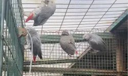 İstanbul'da kaçak yaban hayvanı operasyonu... 20 Afrika gri papağanına el konuldu