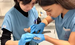 İzmir'de umudu büyüten görüntüler... Yaralı güvercin şifa buldu