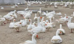 Ordu'da kaz yetiştiriciliği büyüyor