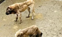 Bozüyük Kaymakamlığı inceleme başlattı!