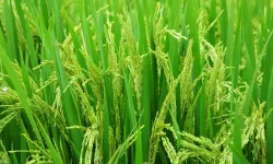 Edirne'de 2026 çeltik ekim başvuruları başladı