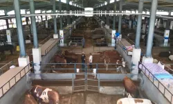 İnegöl Belediyesi hayvan pazarının kotra ihale tarihi belli oldu