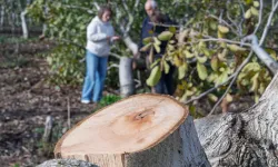 İzmir'de kesilen cevizlerin yerine umut filizlendi