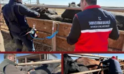 Şap aşısında iğnesiz uygulama deneniyor