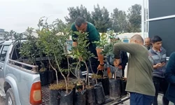 Alanya'nın coğrafi işaretli keçiboynuzuna destek