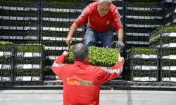 Ankara Büyükşehir'den çiftçilere 624 bin fide desteği