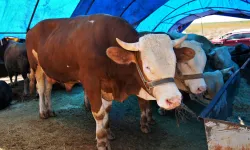 Ankara Keçiören'de kurban satış alanı başvuruları başlıyor