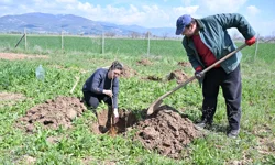 Antalya Korkuteli ilk kez ipekböcekçiliği ile tanışıyor