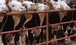 Balıkesir Gönen'de hayvan pazarlarına 'şap' tedbiri