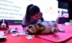 Başkent'te sokak hayvanlarına kapsamlı destek