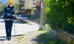 Bu ili kokarcalar istila etti