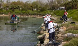Çakalburnu Lagünü'nden Körfez'e yayılan yosunlara yoğun müdahale