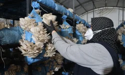 Kocaeli İzmit'te istiridye mantarı üretimiyle vatandaşa destek oluyor