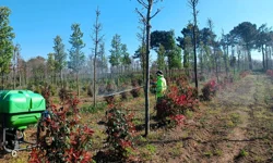 Kocaeli'de fidanlara koruyucu müdahale