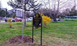 Masumiyet çınarları, kaybedilen canların hatırasını yaşatacak