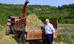 Ordu'da atıl arazi tarıma kazandırıldı