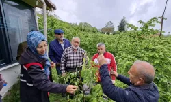 Büyükşehirin aşı 'Ordu'su büyüyor