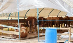 Gebze'de Kurban Pazarı hazırlıkları sürüyor