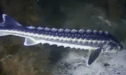 Karadeniz'in kadim türü 'Mersin Balığı'na koruma hamlesi
