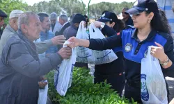 Manisa'da üreticilere 34 bin sebze fidesi dağıtıldı