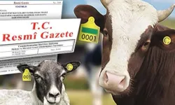 Hayvan küpeleme sisteminde yeni dönem... Karekod geliyor, il kodlu küpelerin süresi uzatıldı