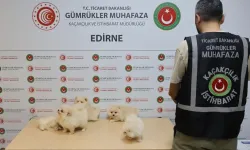 Kapıkule'de kaçakçılık operasyonu... 6 Pomeranian yavrusu ele geçirildi!