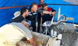 Mersin balıklarında erken cinsiyet tespiti için eğitim