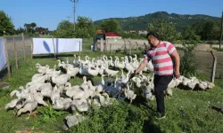 Ordu'da kaz yetiştiriciliği büyüyor