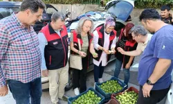 Bursa siyah inciri için ilek kontrolleri tamamlandı