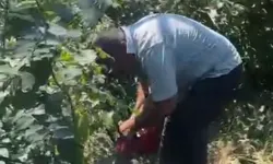 Fındık üreticisi isyan etti, bahçesindeki ağaçları kesti!