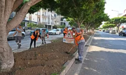 Antalya'da kurakçıl peyzajla yeşil dokunuş