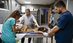 Antalya'da yangında can dostlara seferberlik