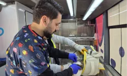 Balıkesir'de can dost aracı yollarda