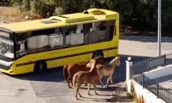 Mudanya'da başıboş atlar tehlike oluşturdu